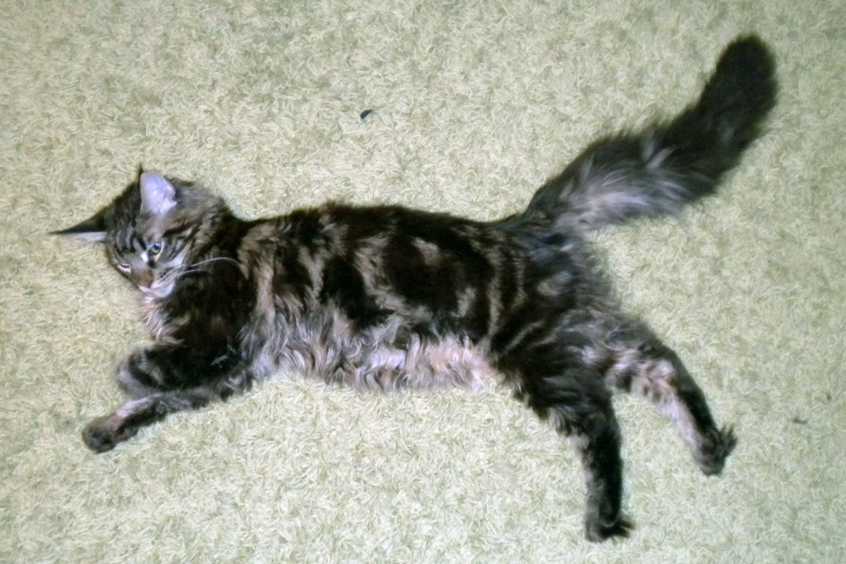 Расцветки Мейн кунов котята