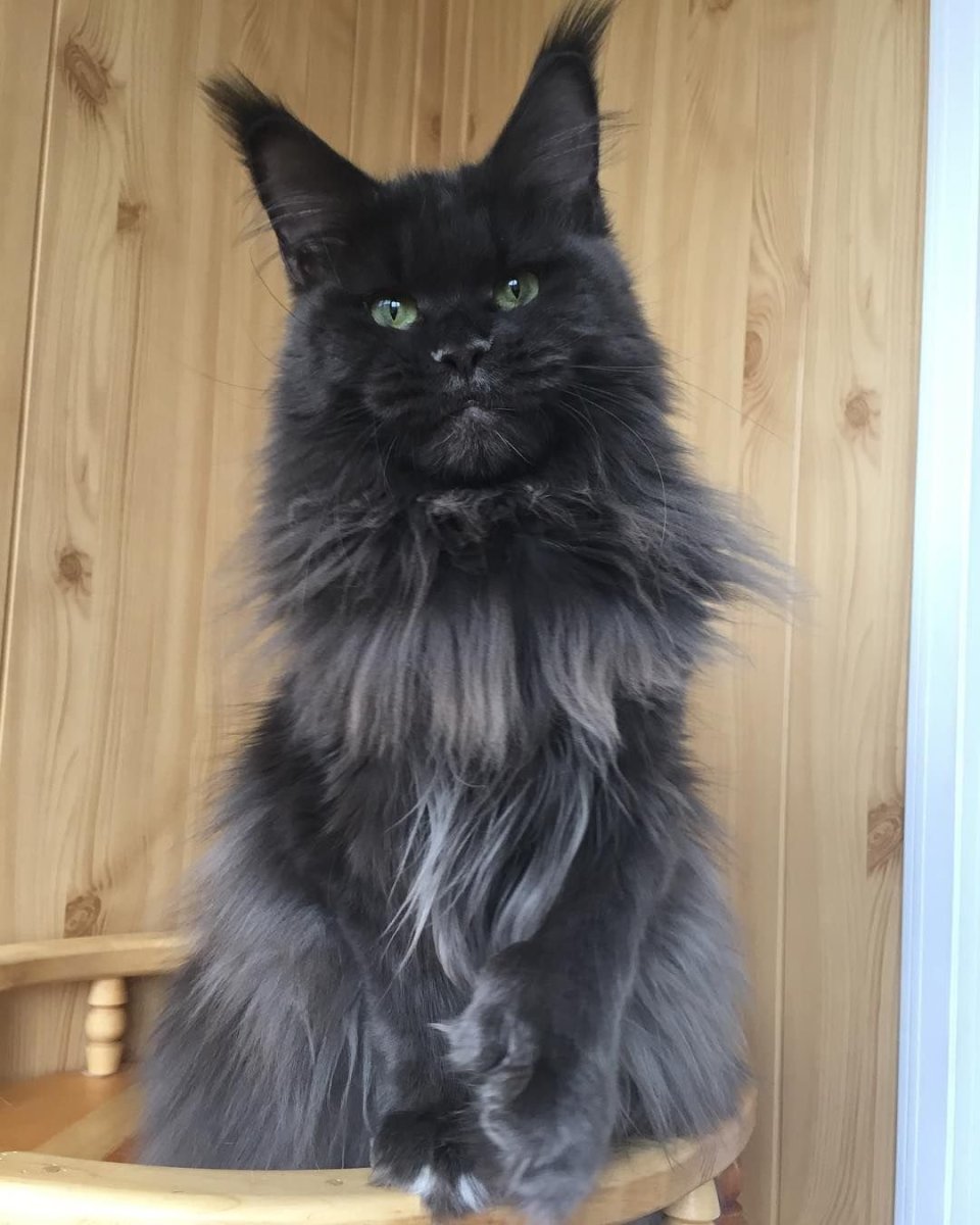 Метис Мейн куна котенок 4 месяца