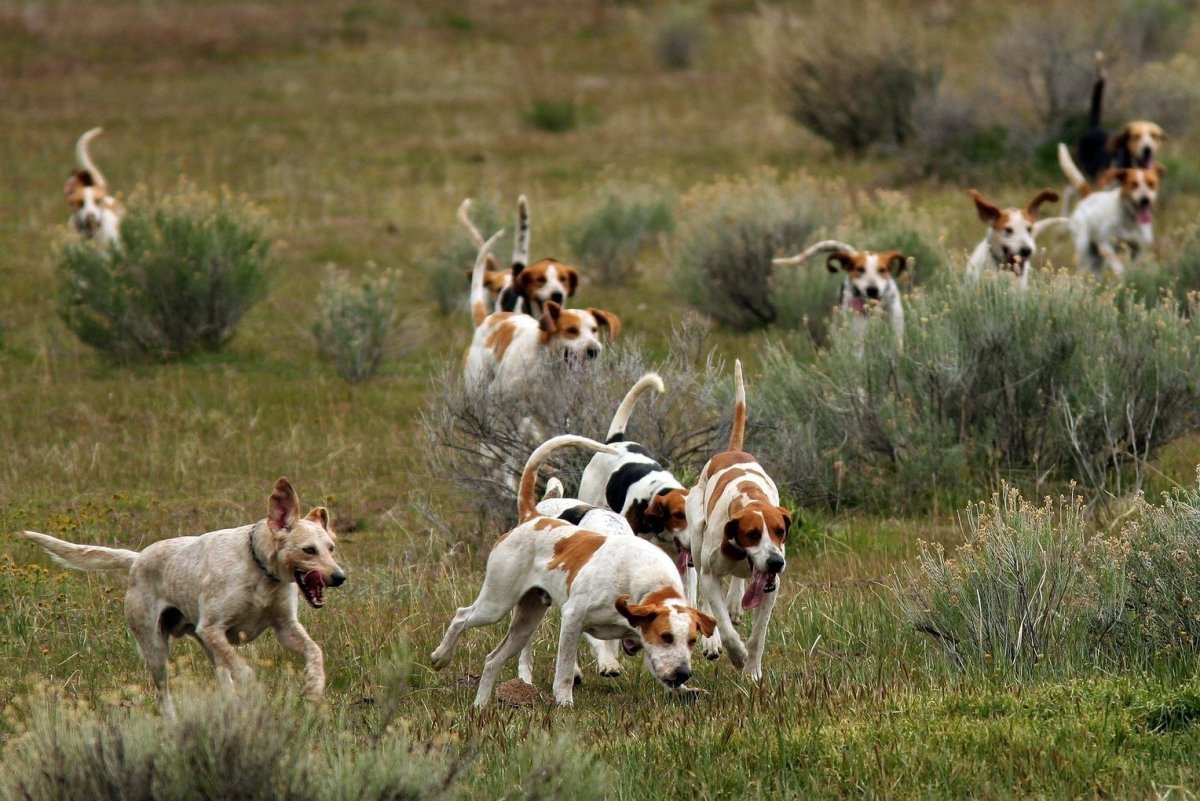 Стая охотничьих собак