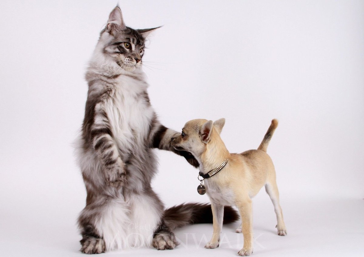 Манчкин Мейн кун помесь