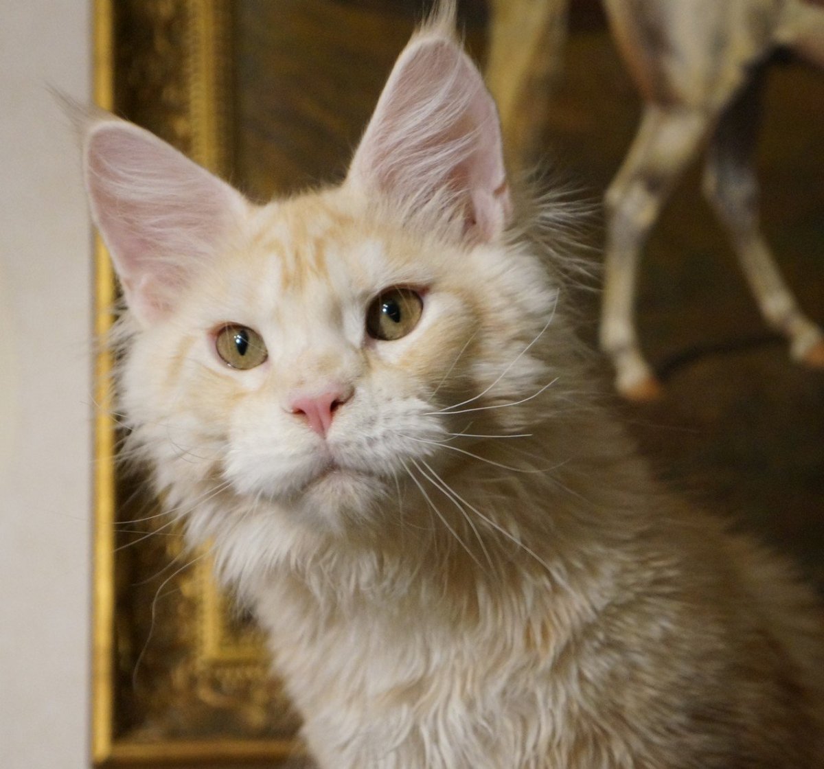 Метис Мейн куна и сфинкса