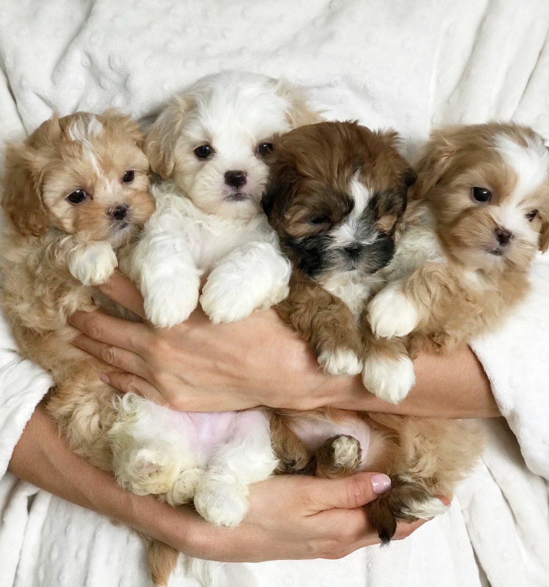 Морки собака взрослая