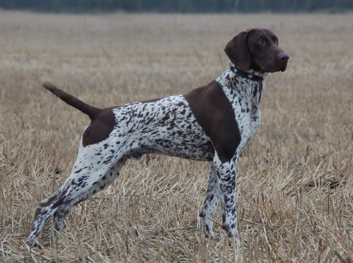 Курцхаар белый