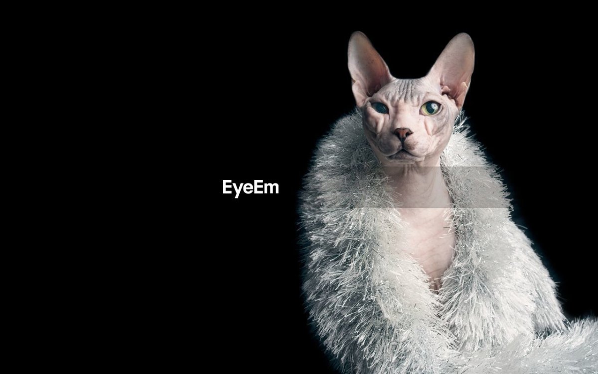 Смесь сфинкса и британца