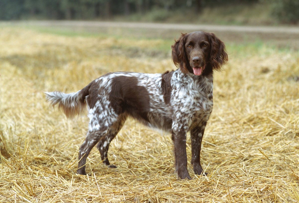 Спаниель мюнстерлендер