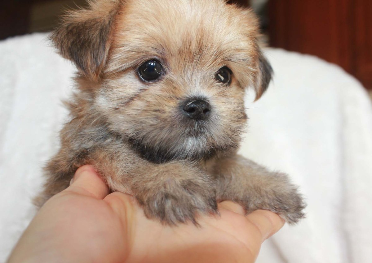 Micro Morkie Puppy