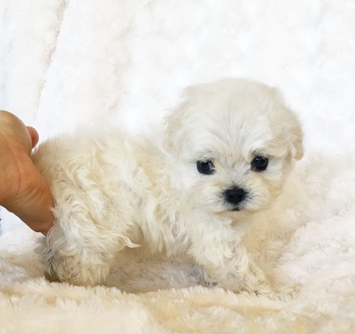 Мальтийская ши-тцу