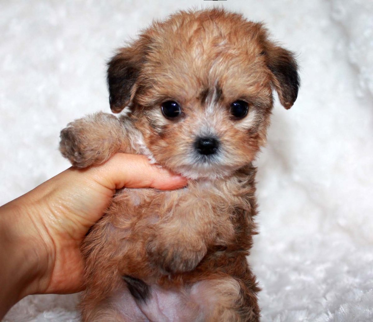 Маленьких зверят собачек