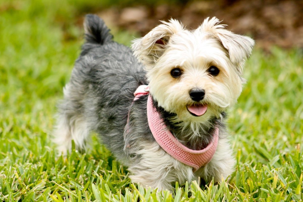 Морки собака Morkie