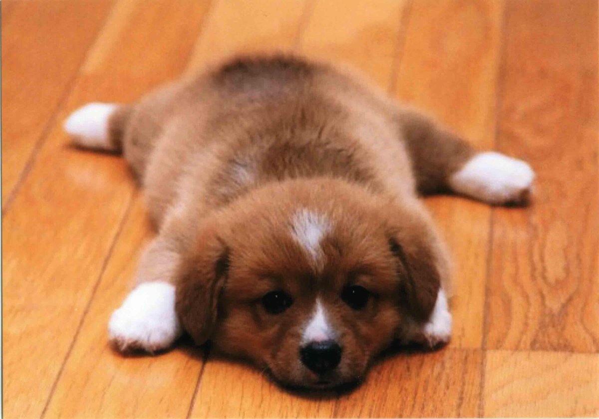 Шпиц среди игрушек