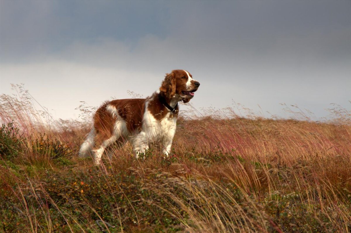 Парсон Джек Рассел терьер
