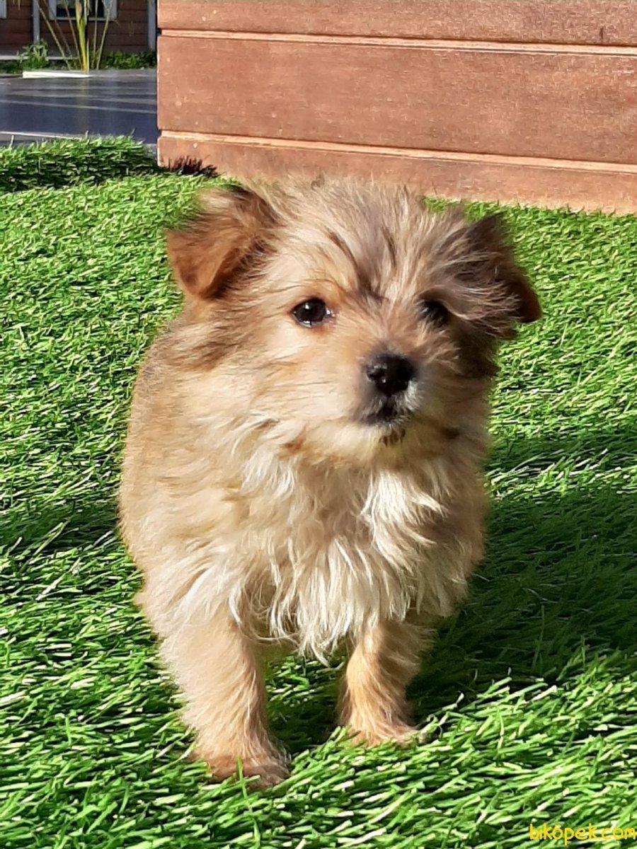 Собачки Морки