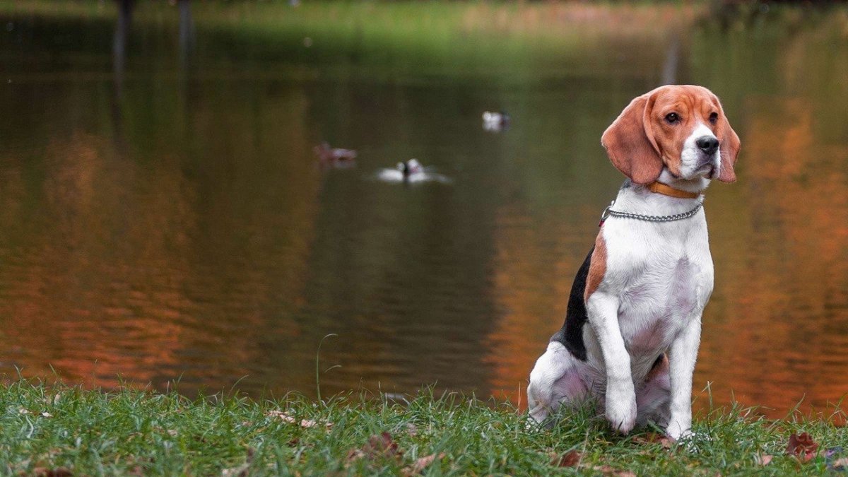 Порода собак "Бигль" охотничая