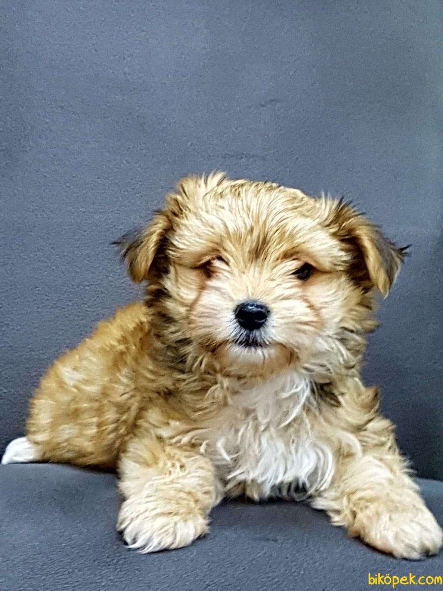 Болонка мальтезе