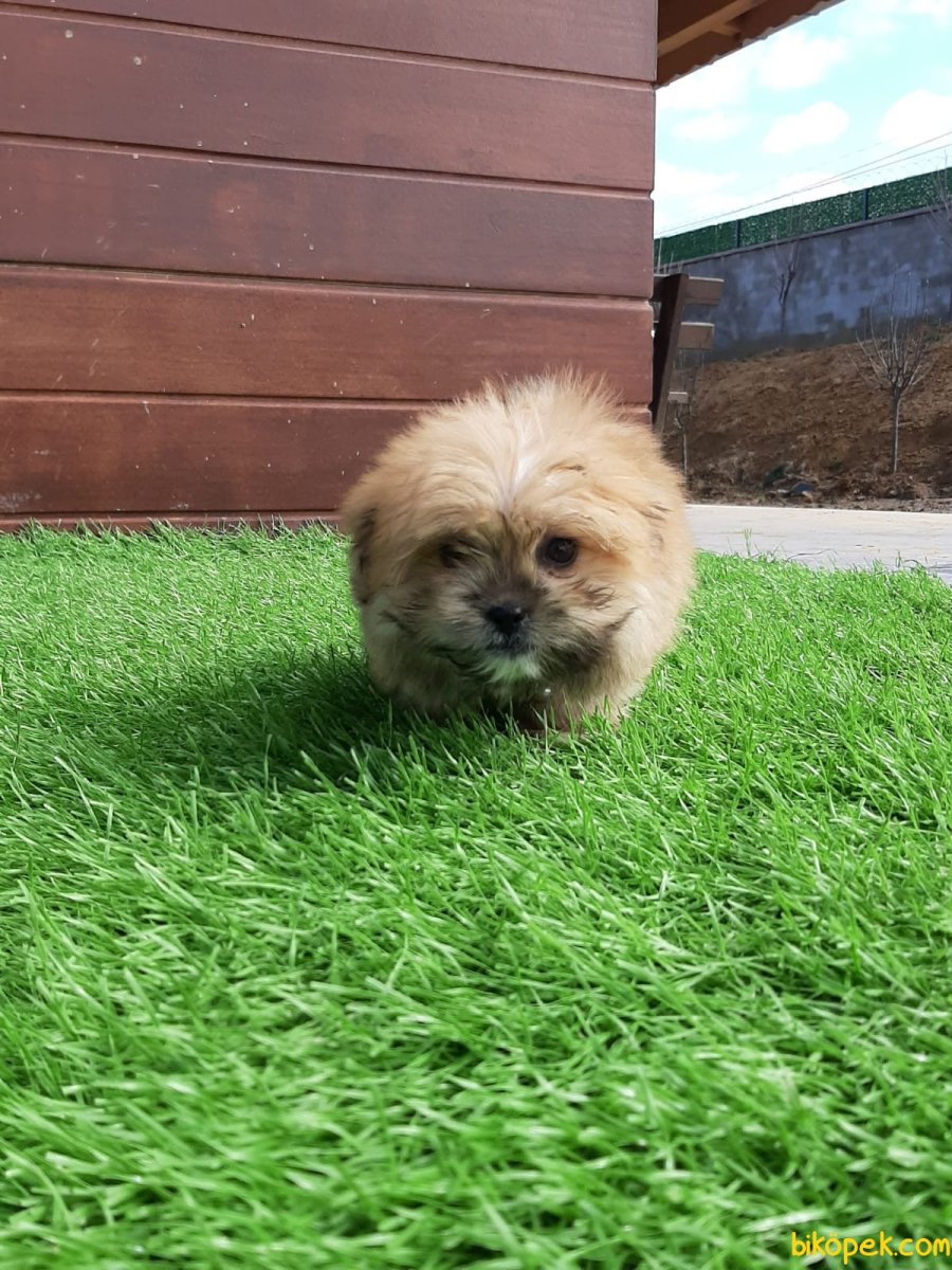 Морки Йорктиз