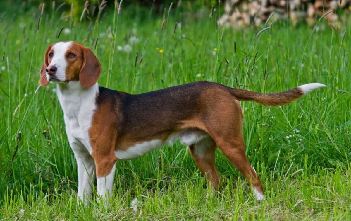 Охотничьи породы собак на копытных