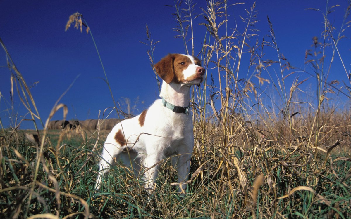 Бретонский эпаньоль (Британи)