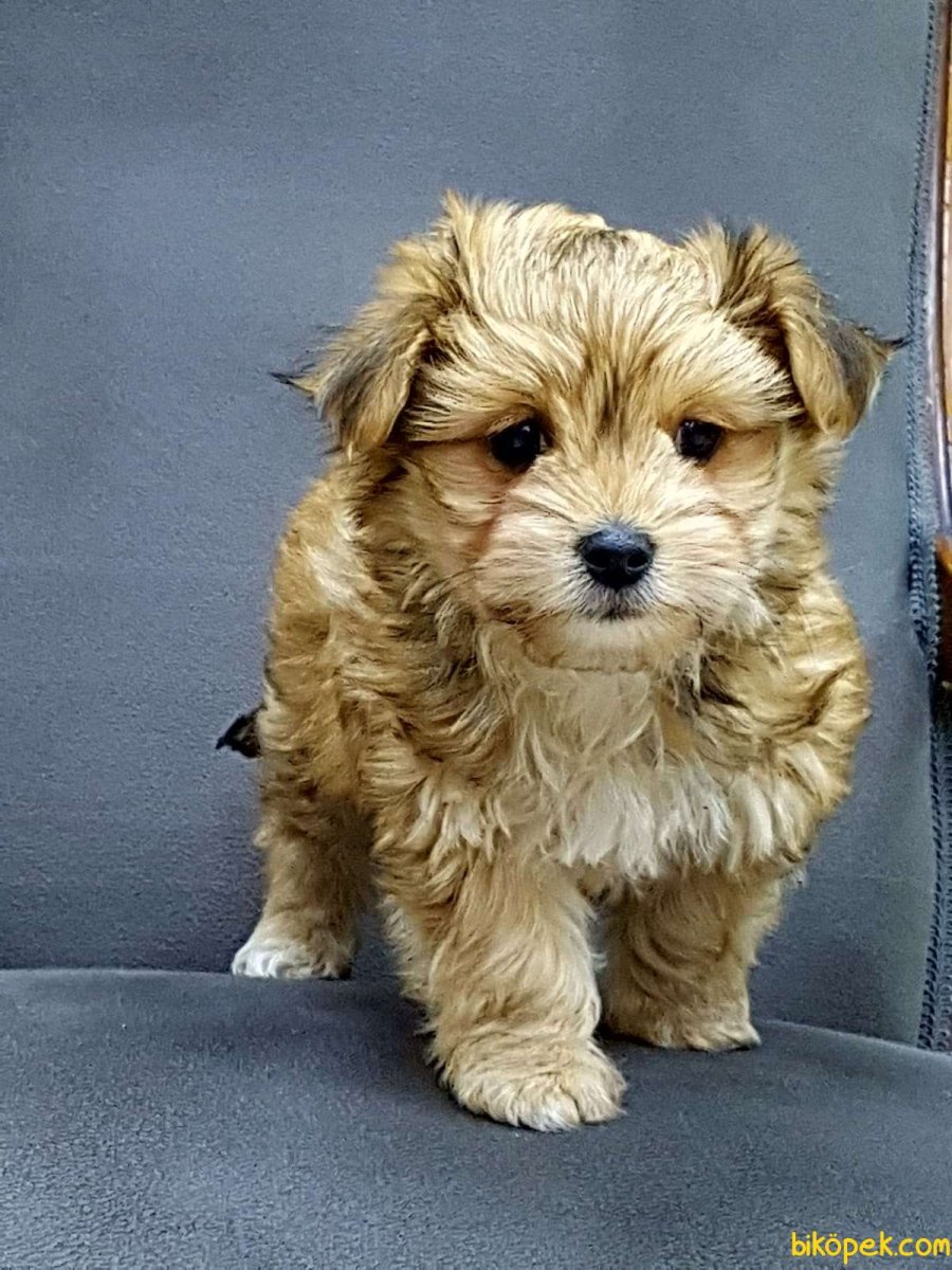 Морки порода