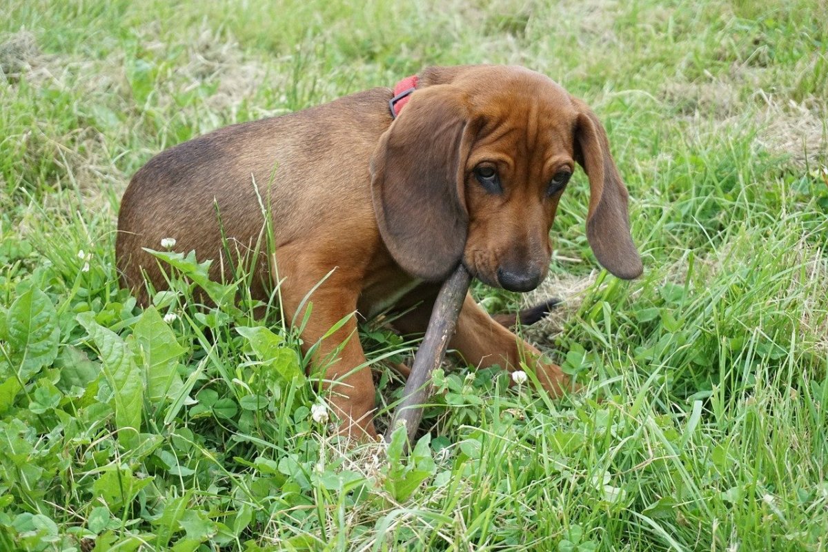 Охотничьи собаки маленькие