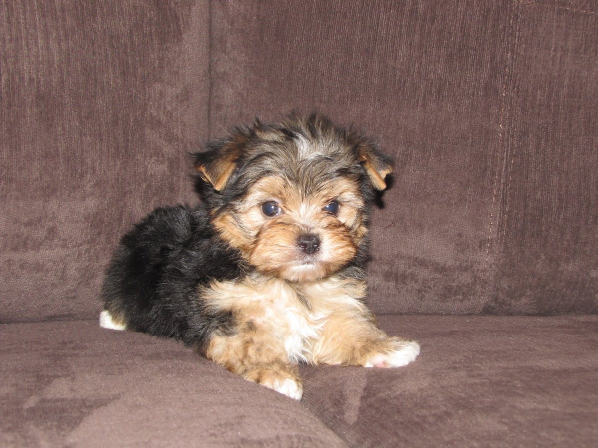 Best Puppy food for Yorkies