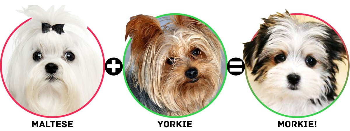 Йорктиз или Морки