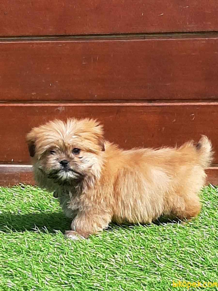 Морки Йорктиз