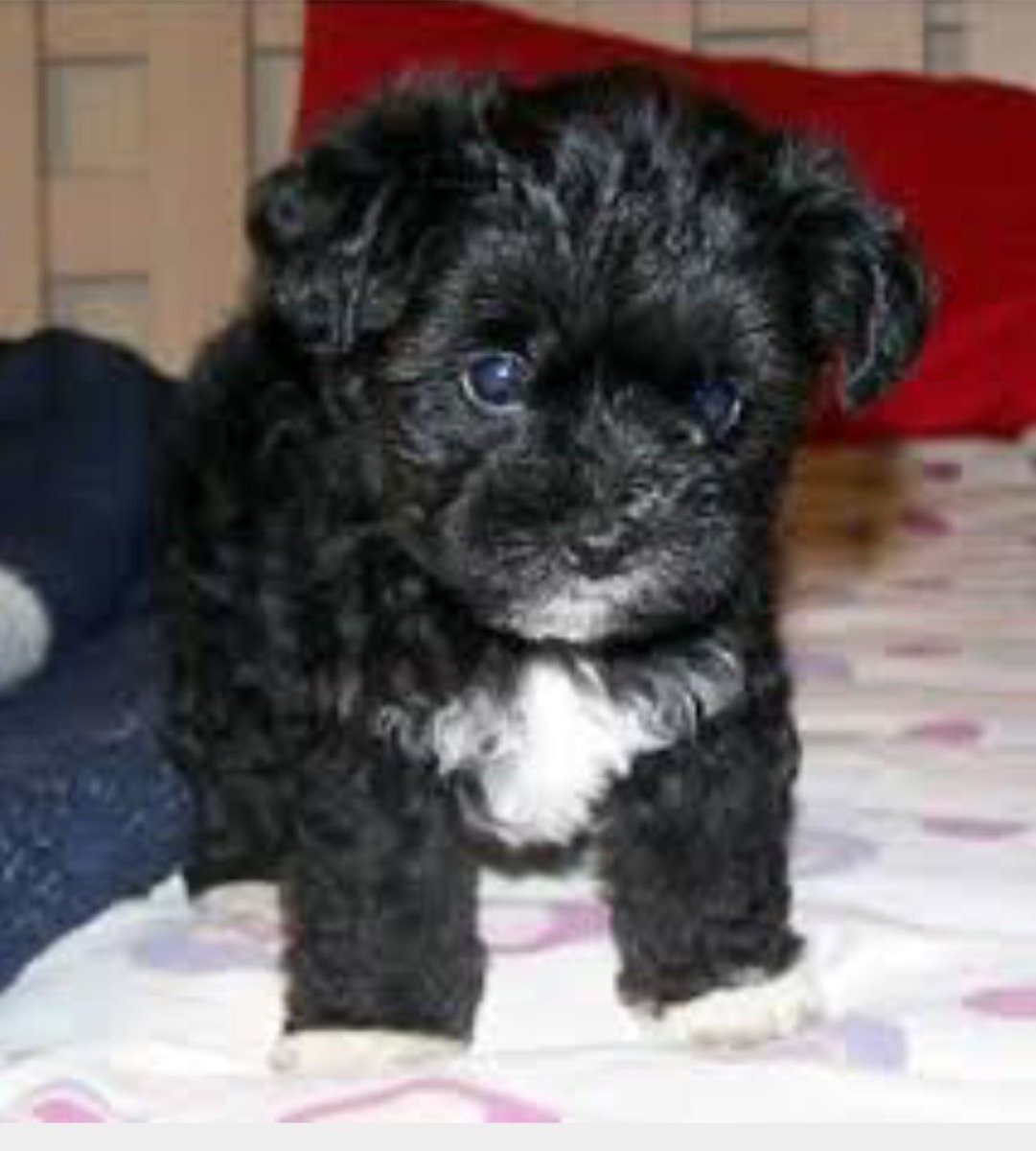 Мальтийская болонка и Папильон