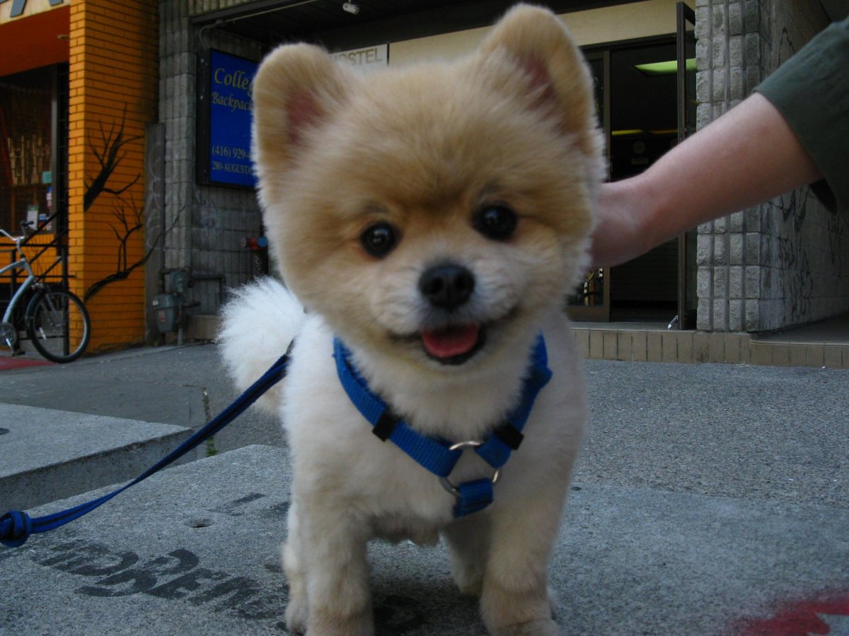 Не милые щенки