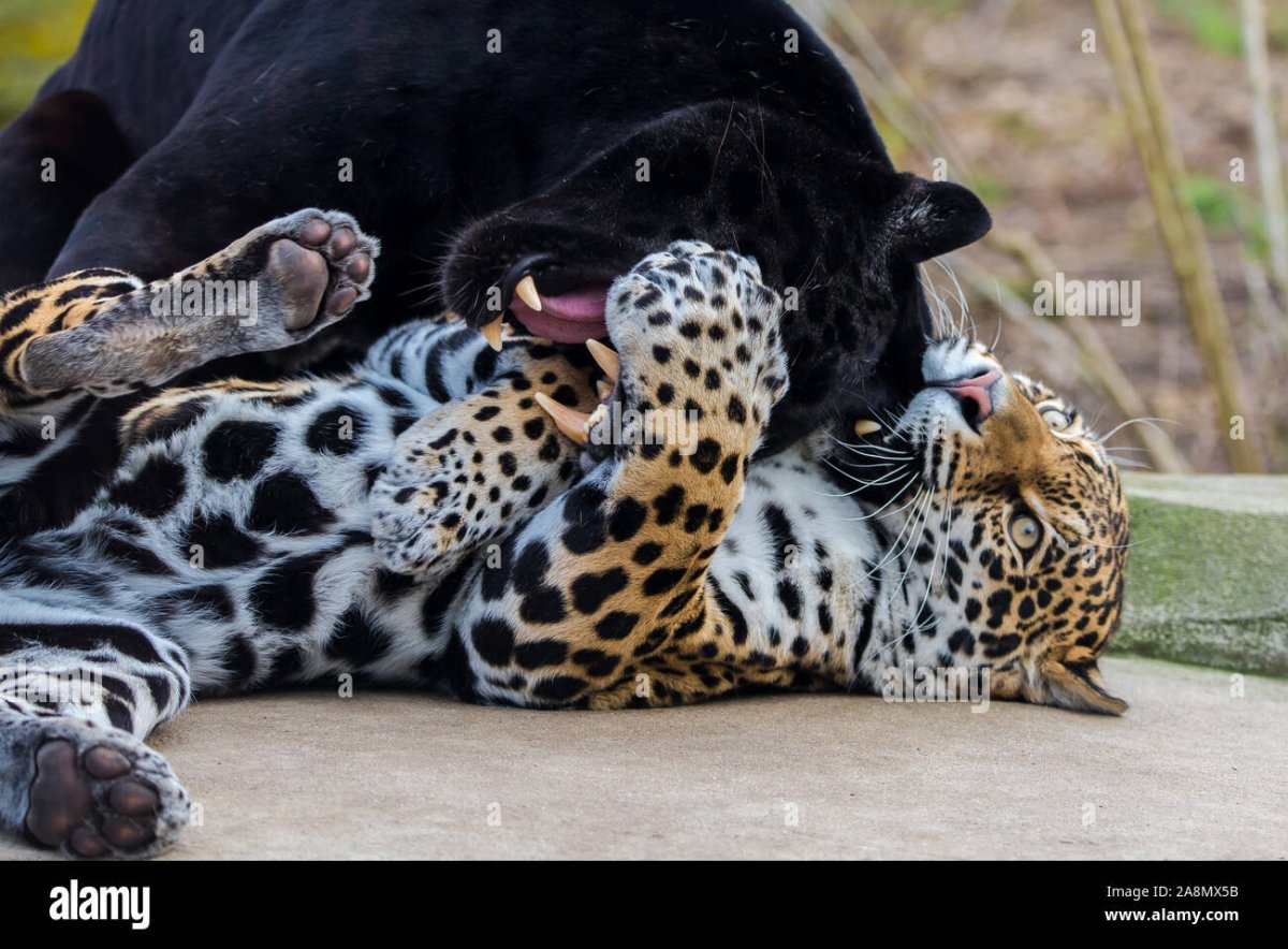 Пантера и леопард обнимаются