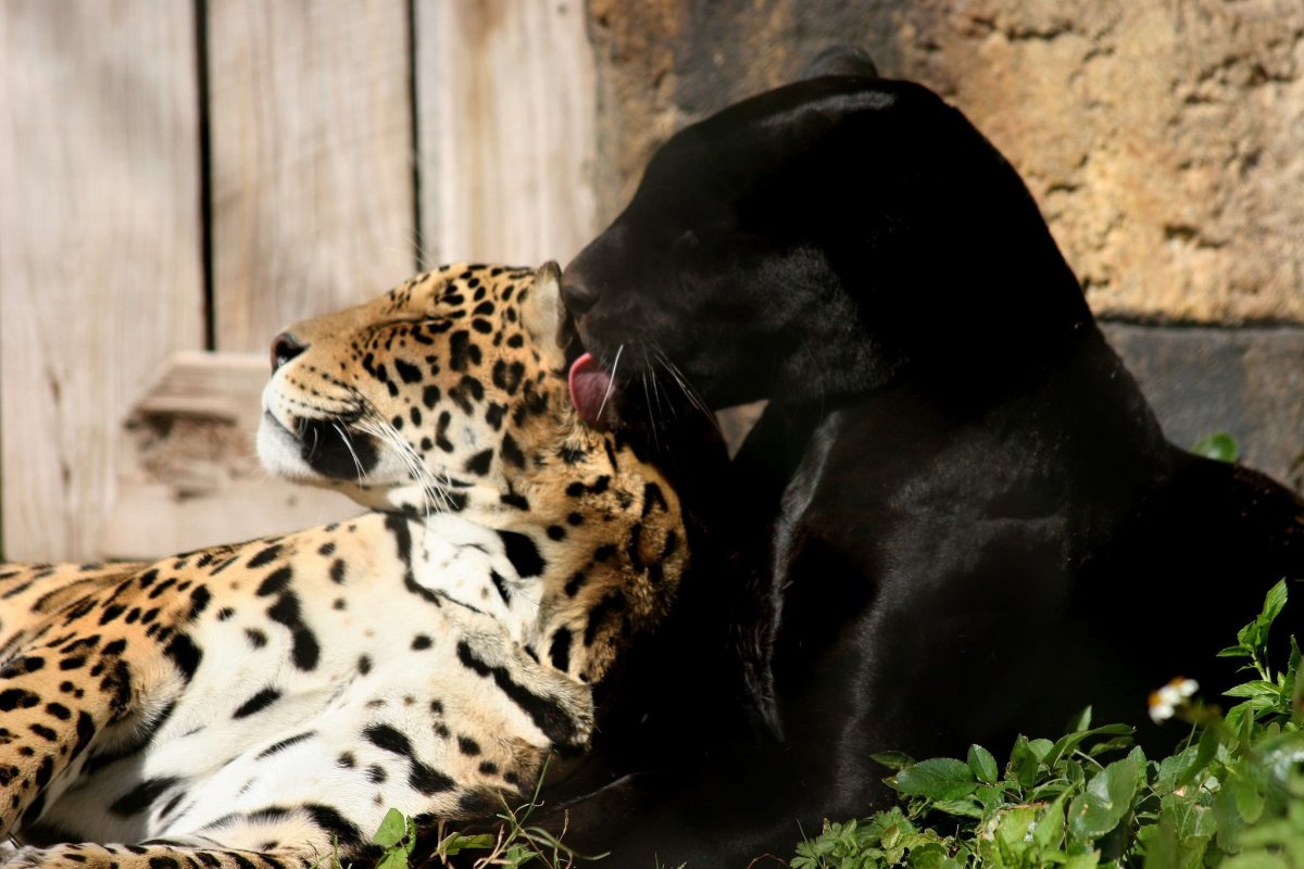 Леопард Ягуар пантера