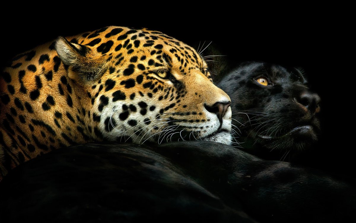 Пума Ягуар леопард пантера