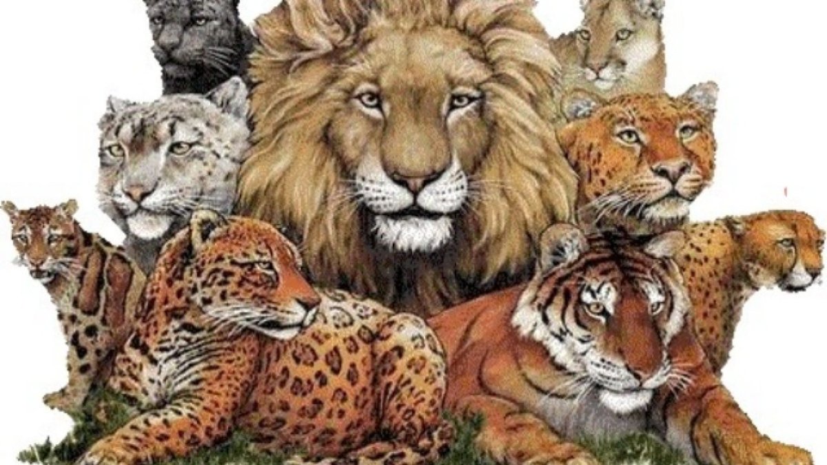 Собака выкормила тигрят