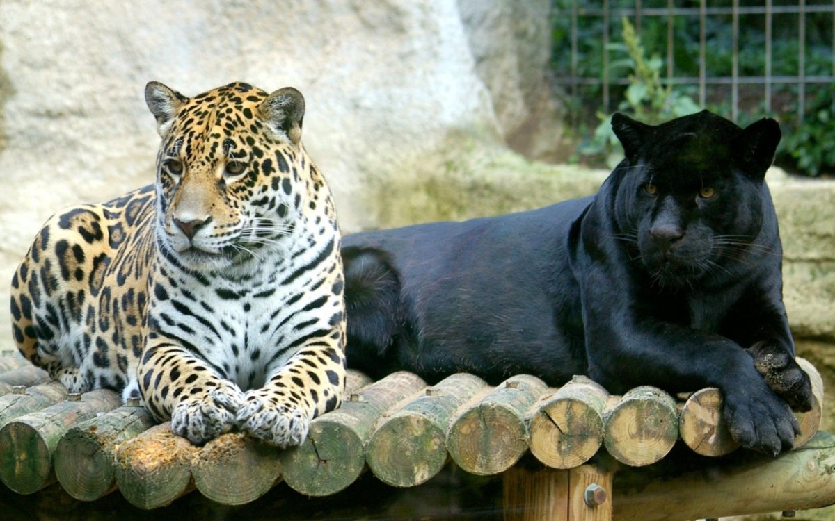 Тигр референс