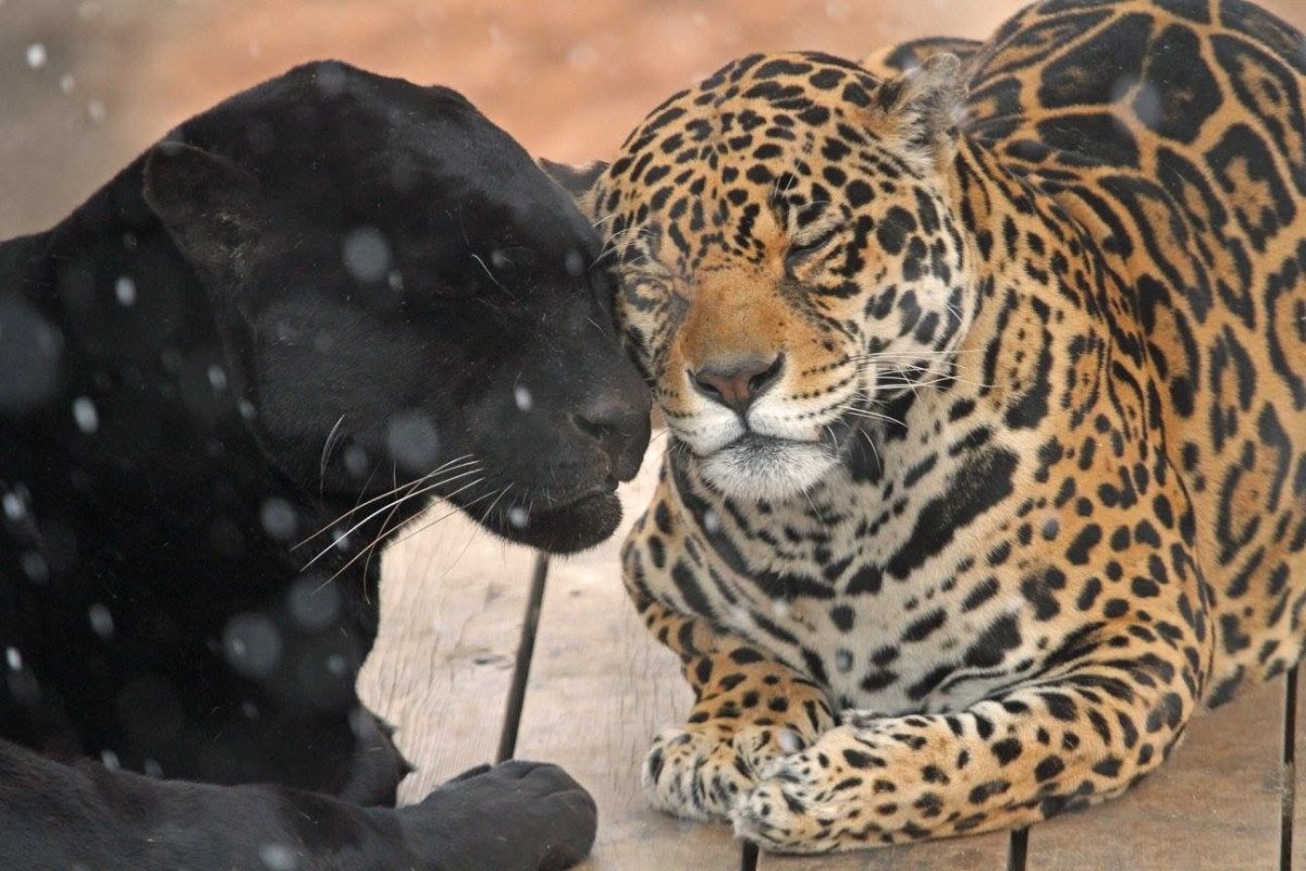 Тигр и Лев картинки