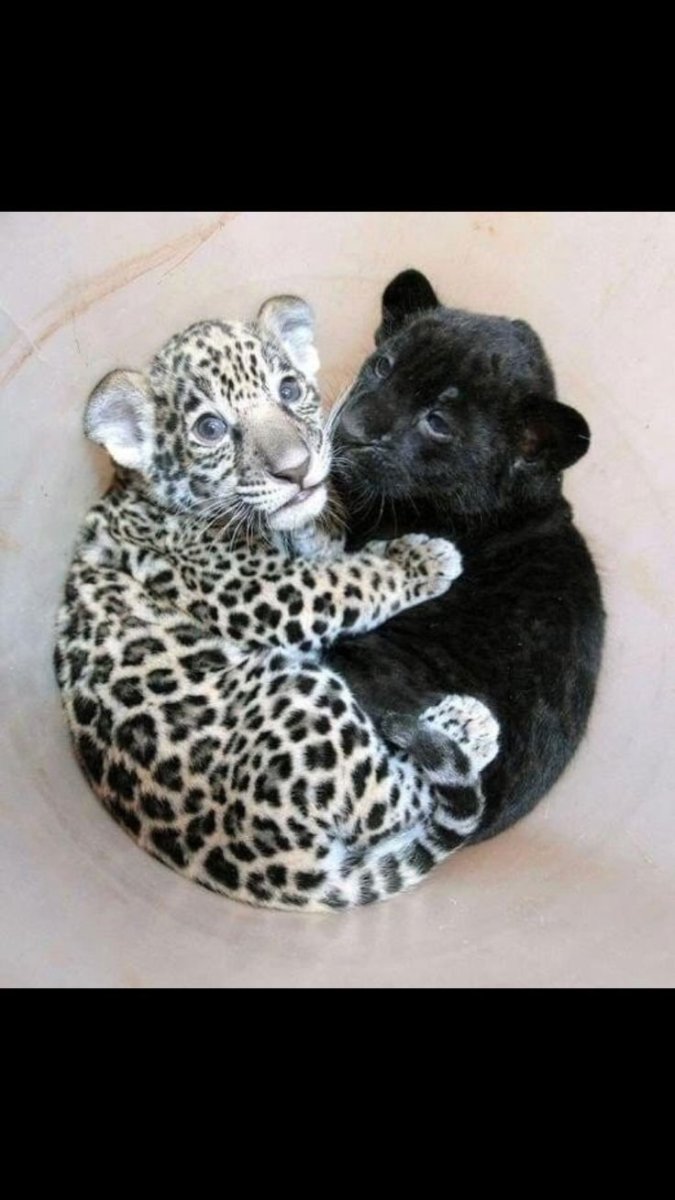 Рисунок Ягуар и человек