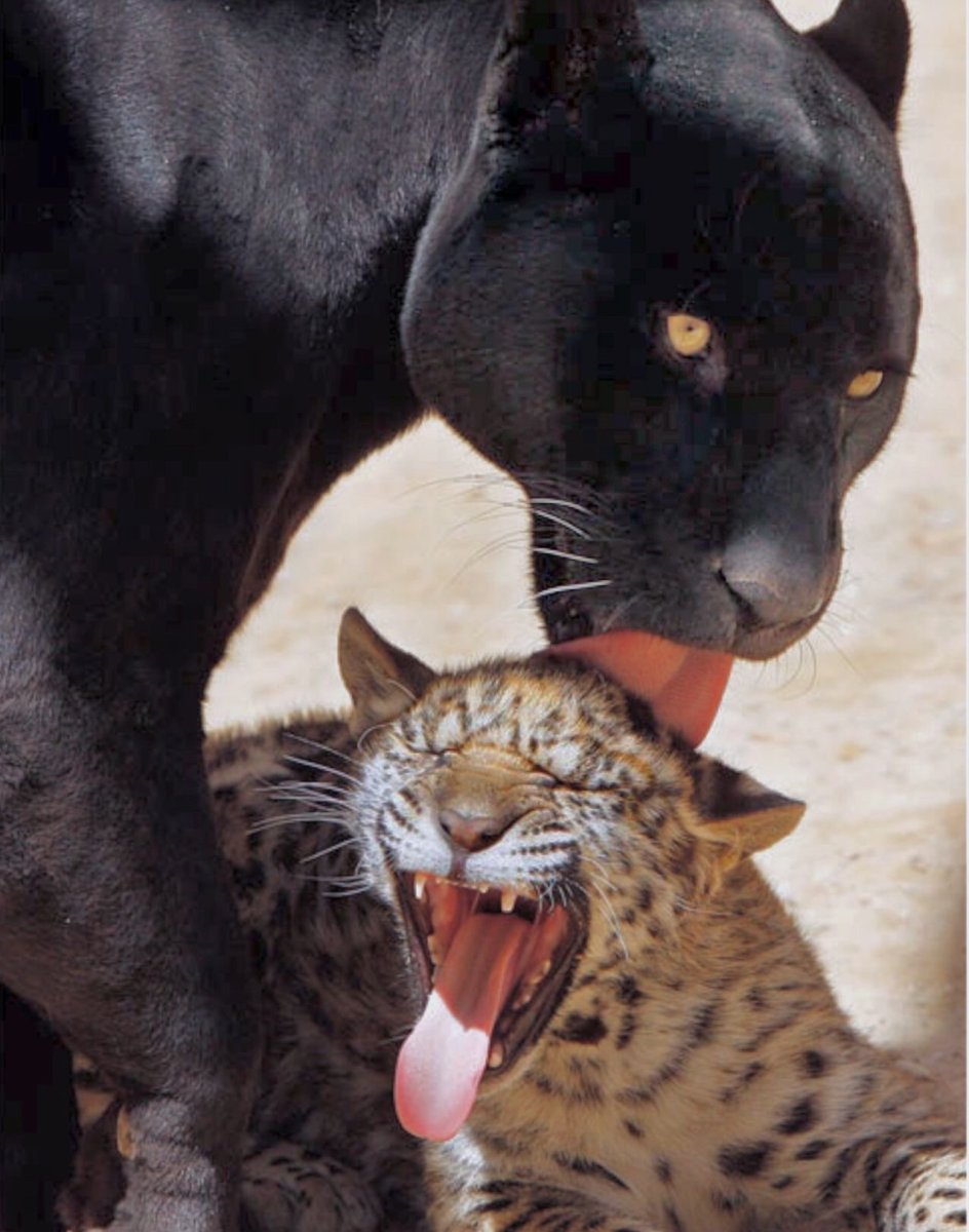 Белый тигр и пантера