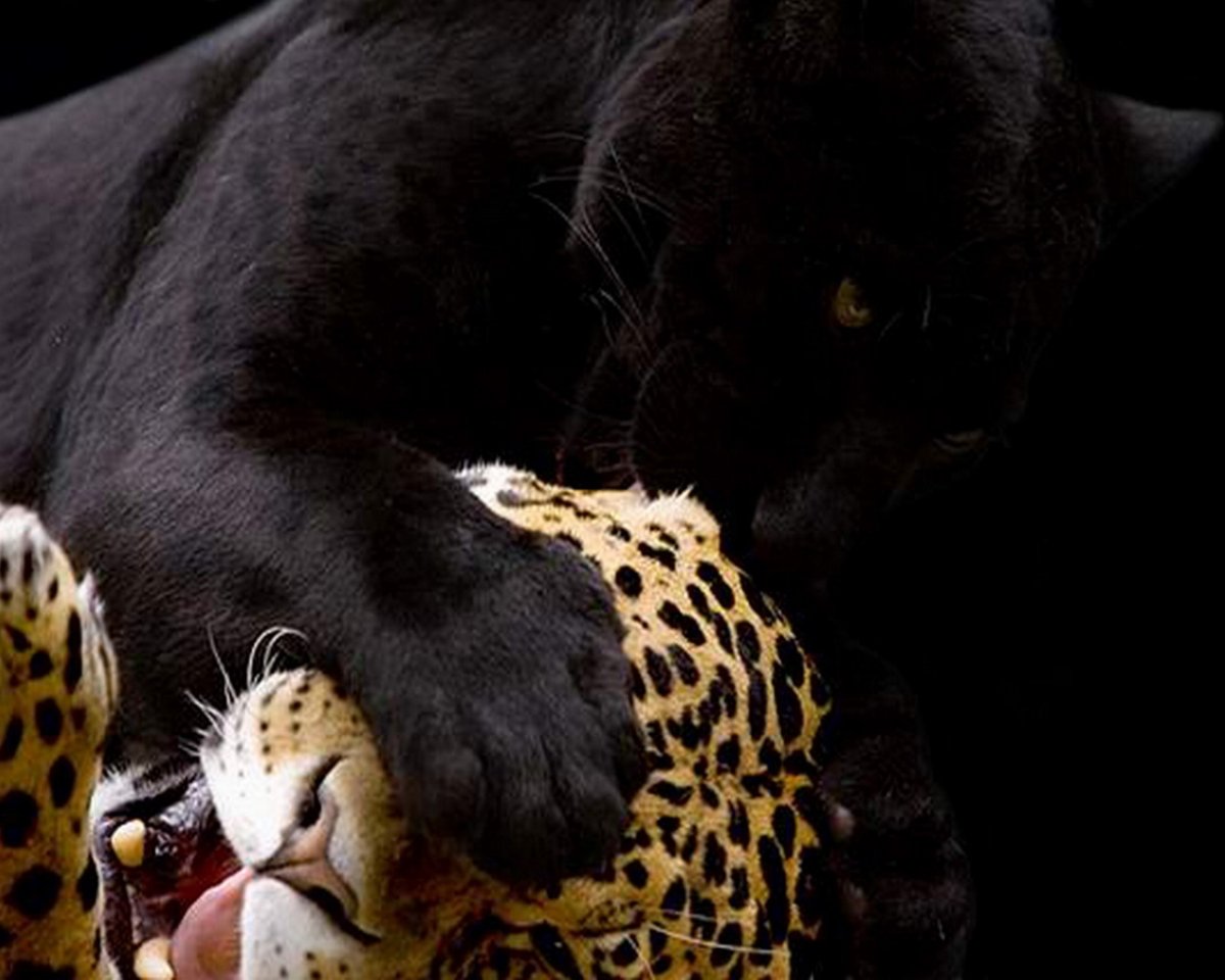 Пантеры вместе