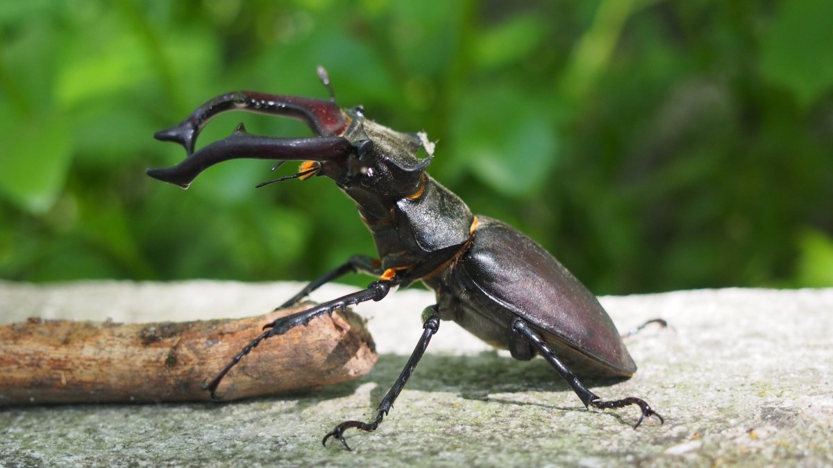 Жук носорог Макросъемка