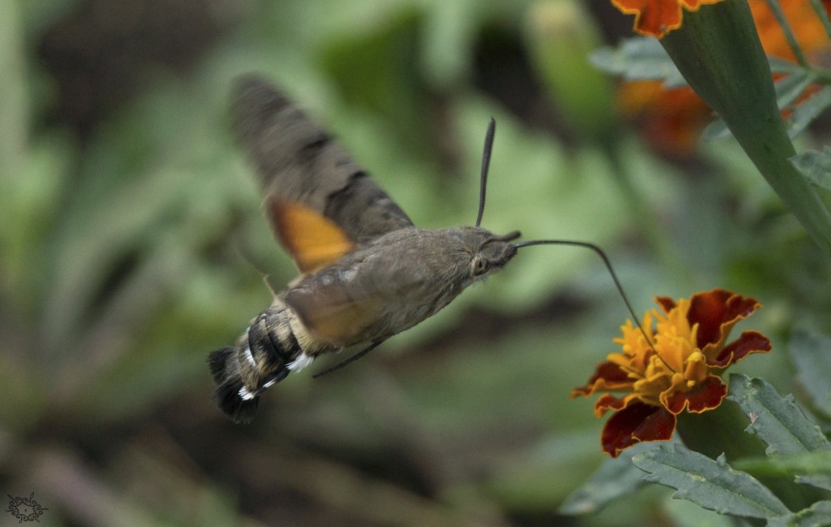 Языкан обыкновенный конвергентная Эволюция