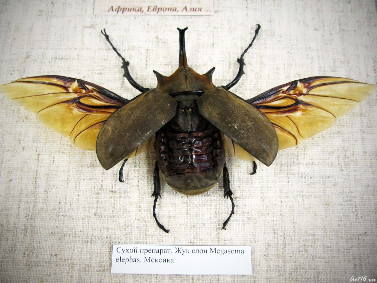 Жук с раскрытыми крыльями