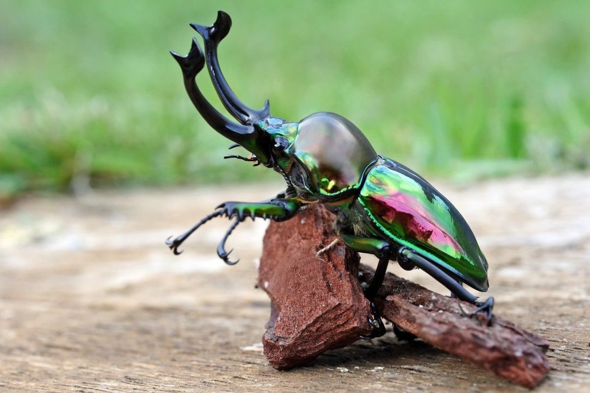 Жук Рогач маленький