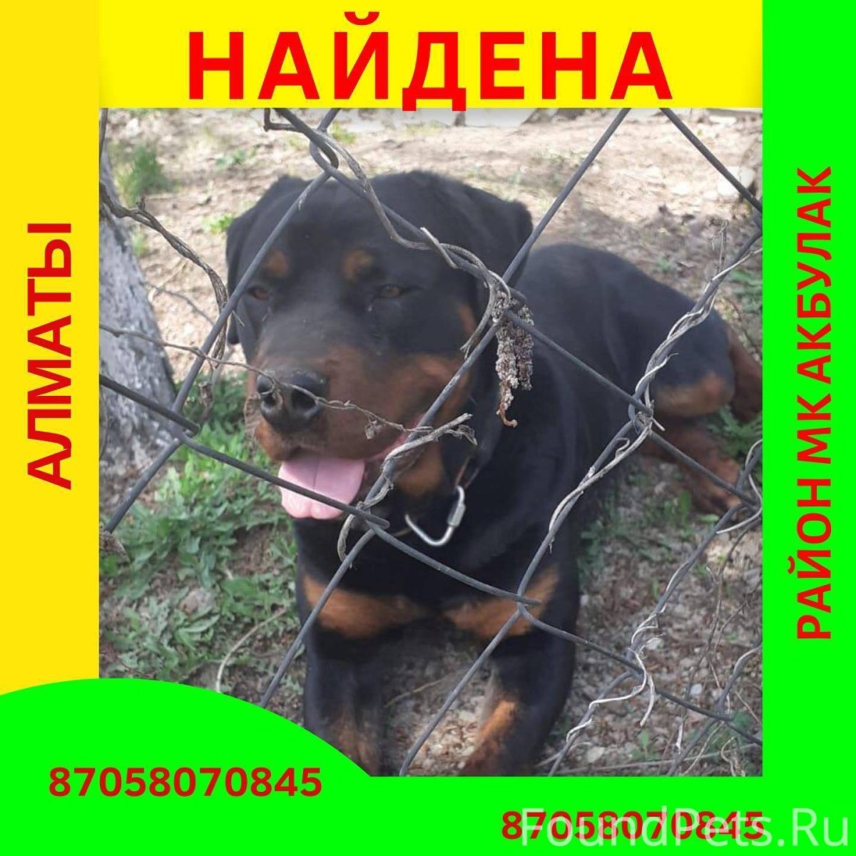 Национальности пород собак