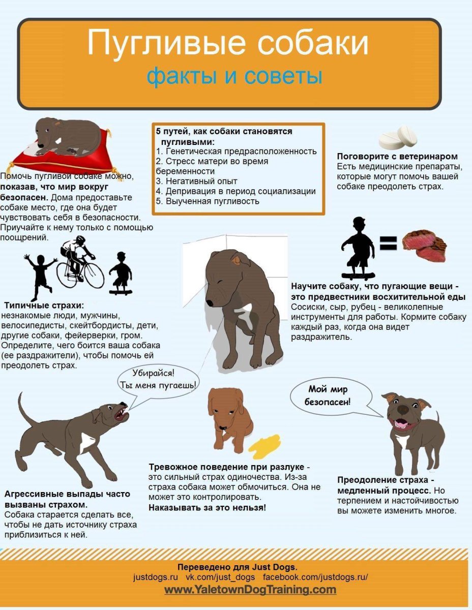 Маленькие Татуировки собак