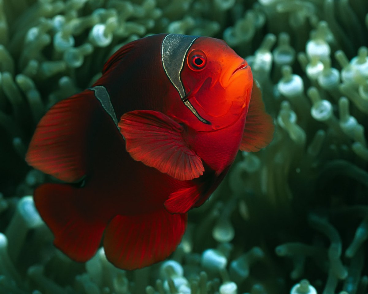 Яркие рыбки