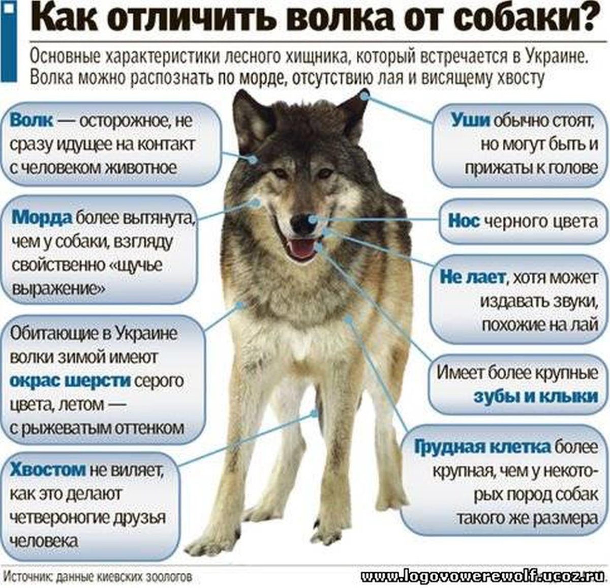 Собаки мелких и средних пород с фотографиями