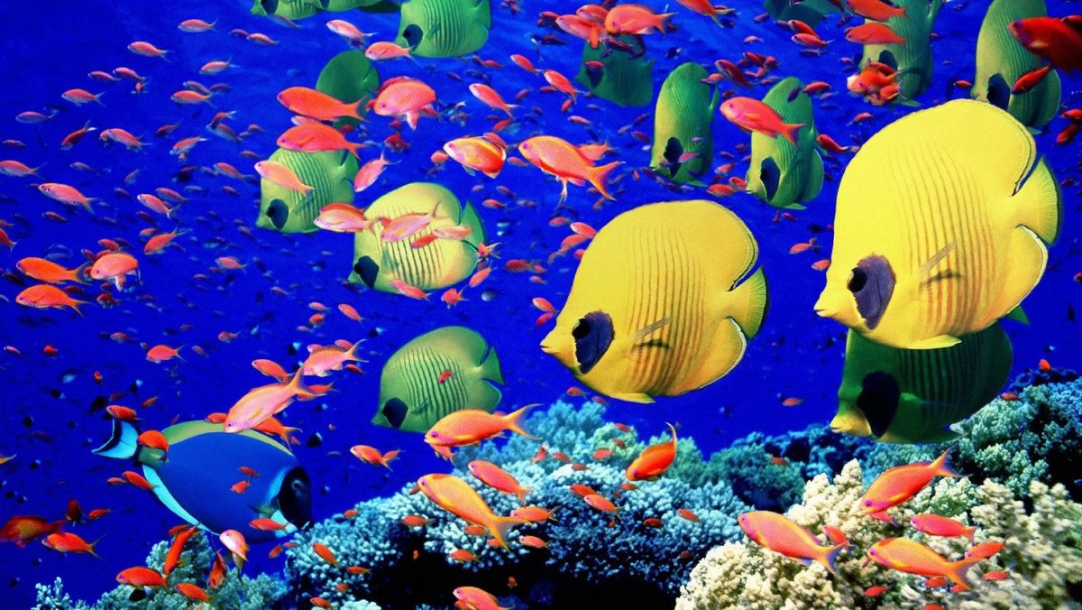 Шарм-Эль-Шейх море