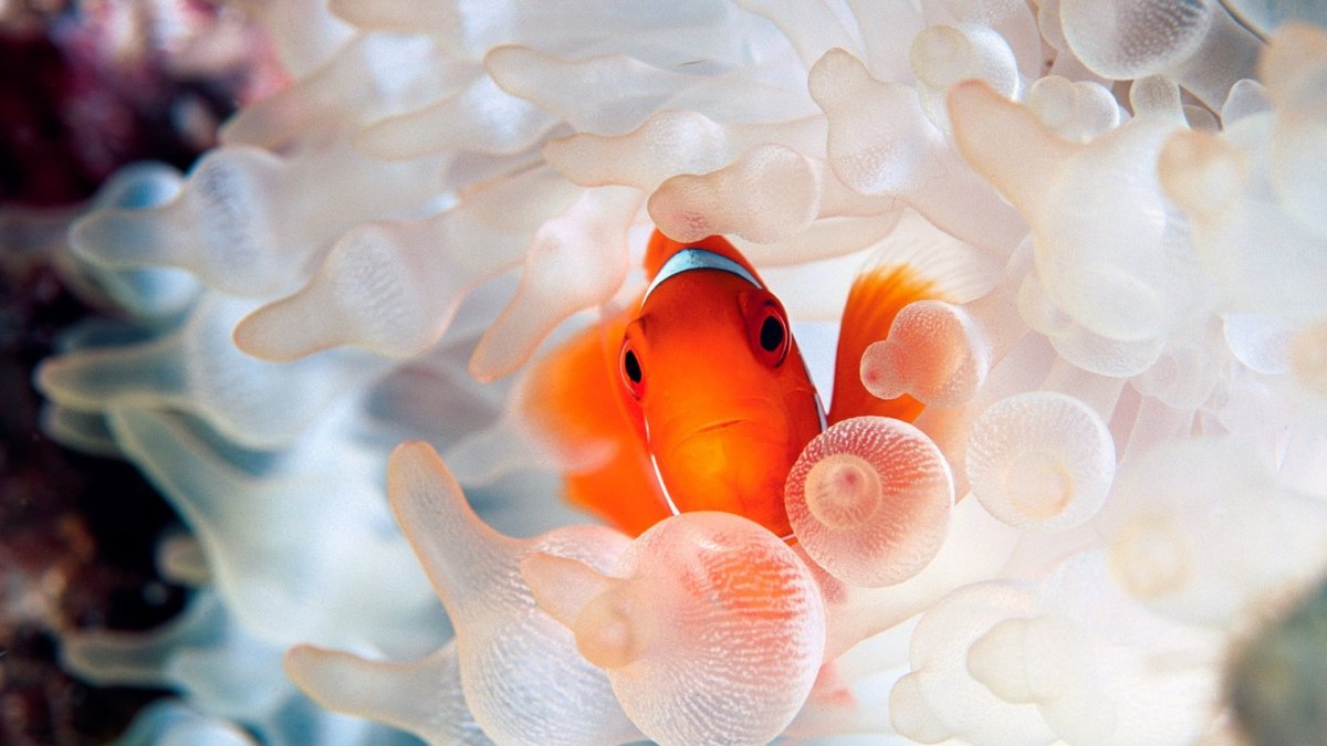 Рыбы-клоун и морские анемоны