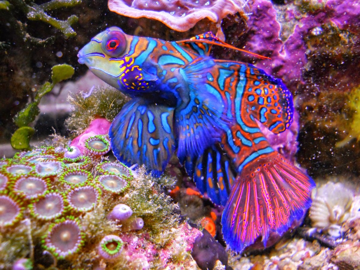 Мандаринка (китайский окунь)