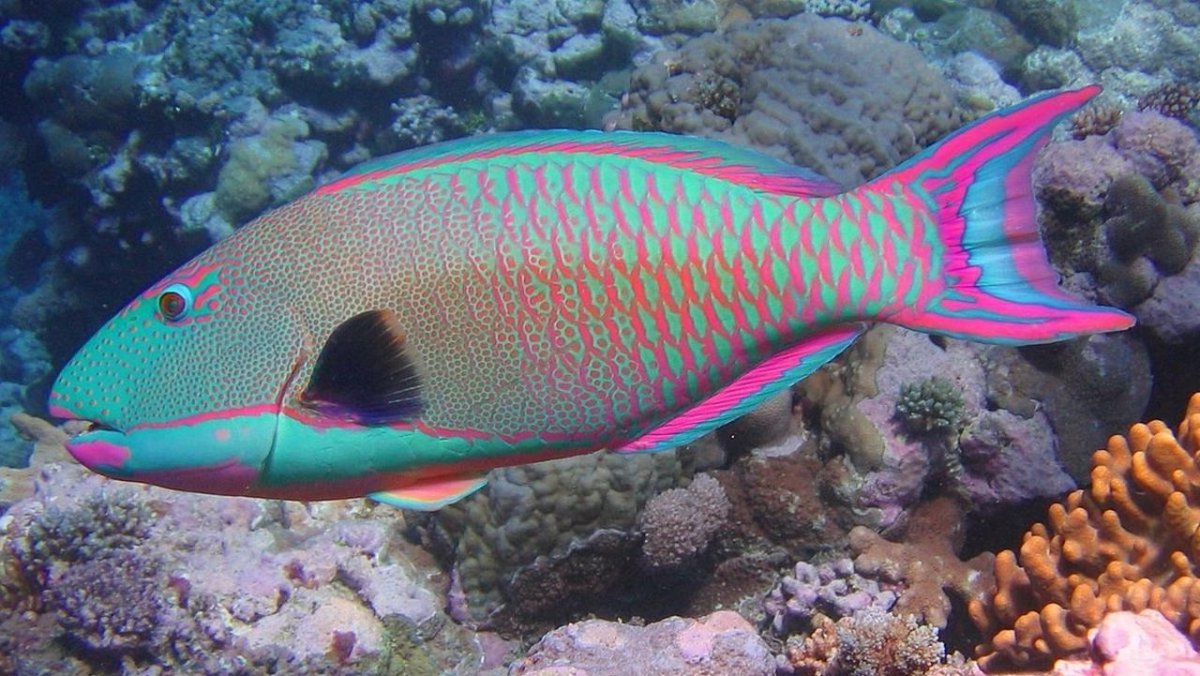 Самая красивая рыбка