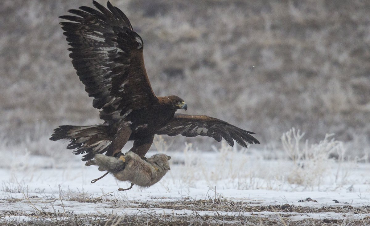 Степной Орел и Беркут